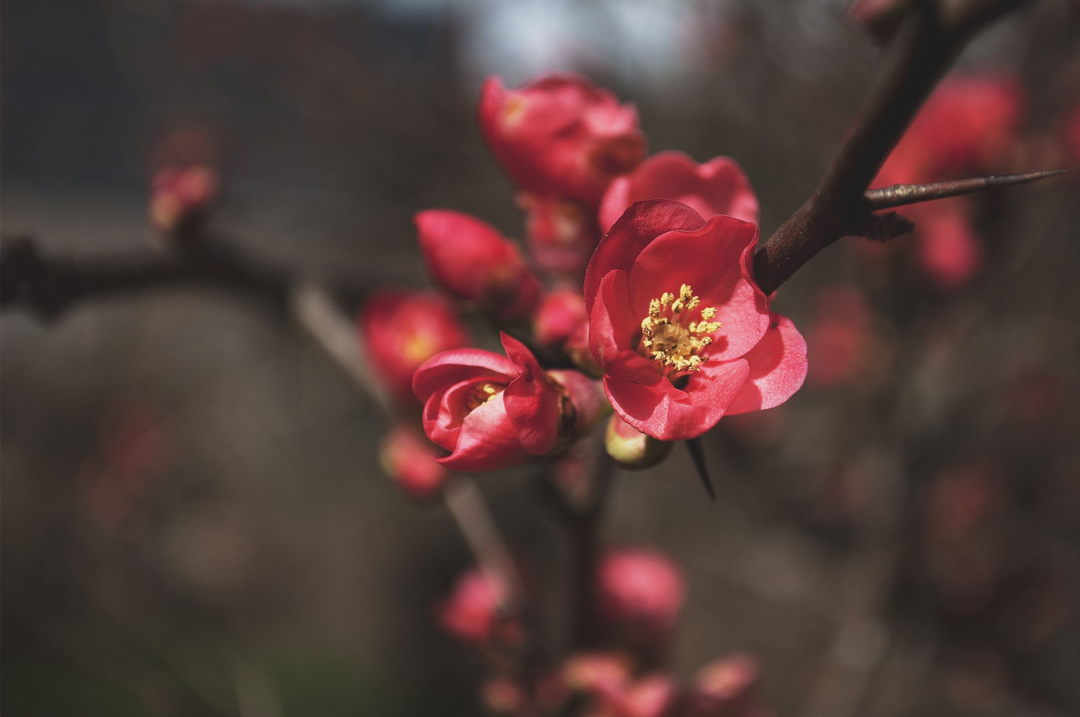 Wallpapers Nature Flowers REbirth