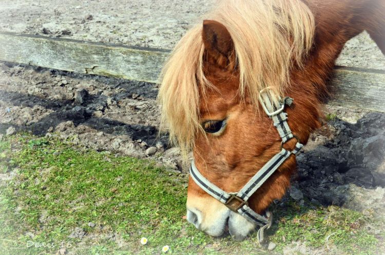 Fonds d'cran Animaux Poneys Parcs et jardins