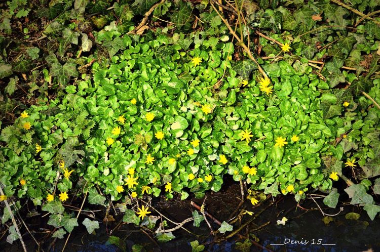 Fonds d'cran Nature Feuilles - Feuillages Parcs et jardins