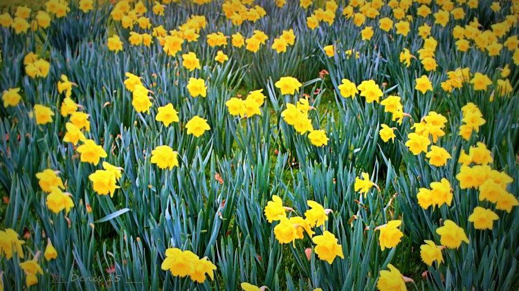 Fonds d'cran Nature Fleurs Parcs et jardins