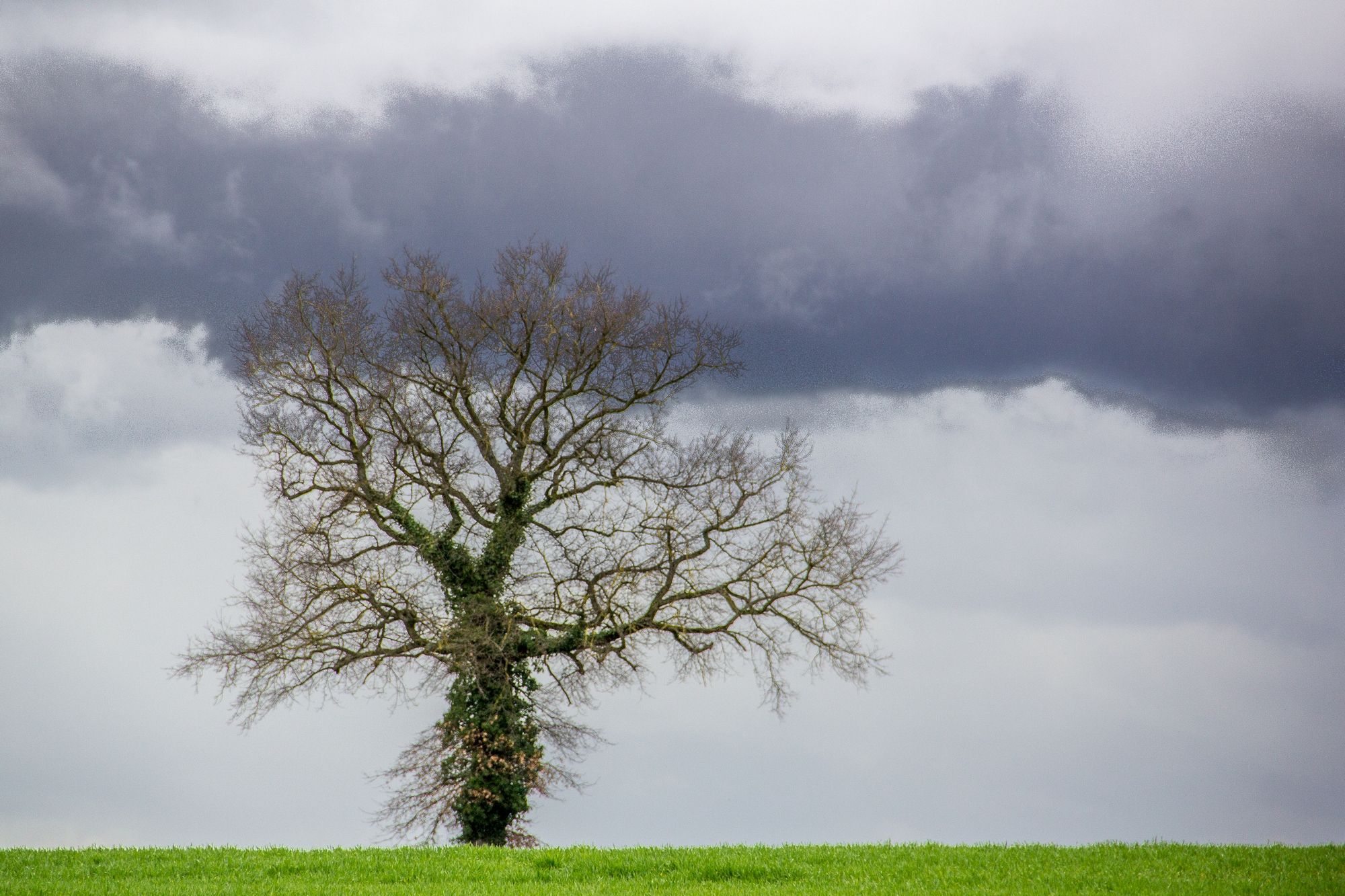 Wallpapers Nature Trees - Forests 