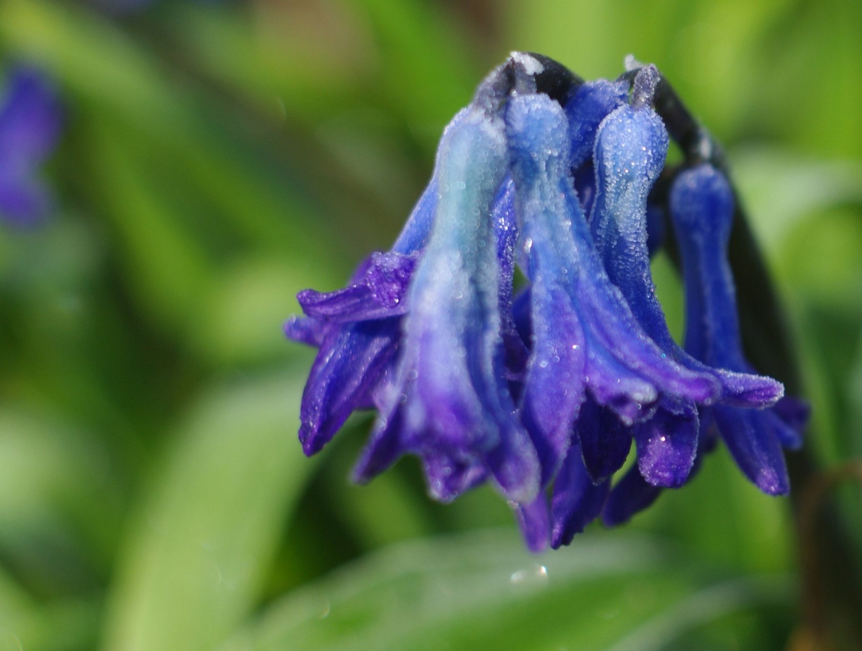 Fonds d'cran Nature Fleurs 