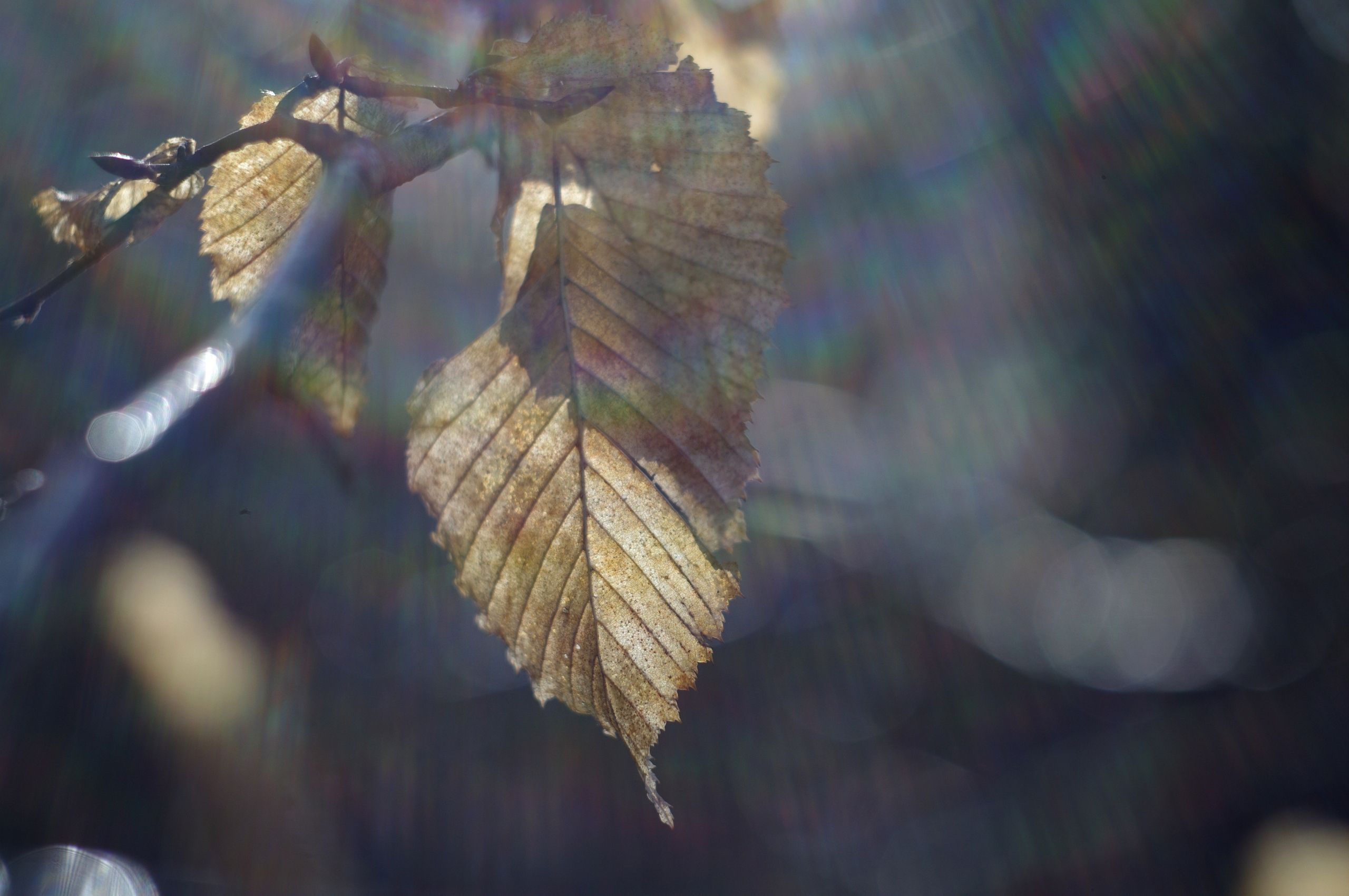 Wallpapers Nature Leaves - Foliage 