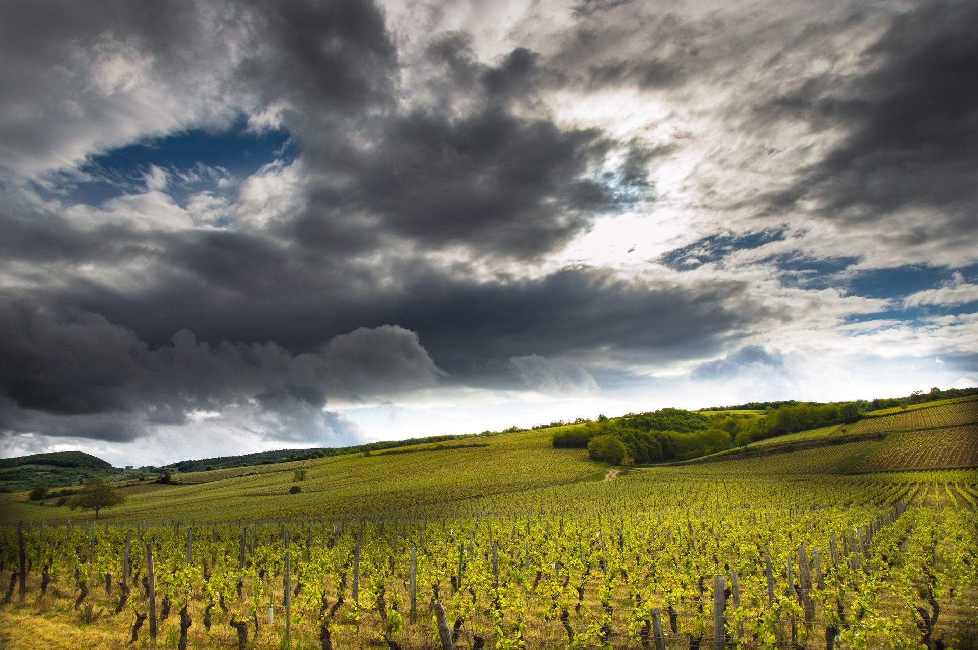 Fonds d'cran Nature Vignes - Vignobles 