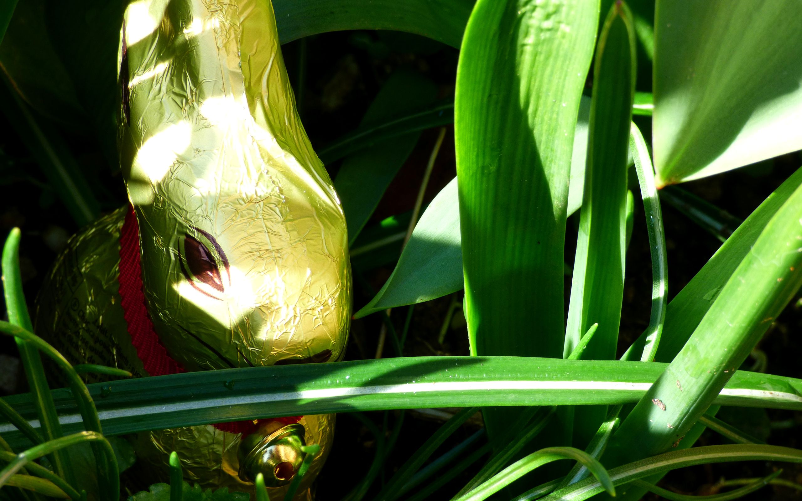 Wallpapers Objects Chocolate Lapin de Pâques caché dans l'herbe