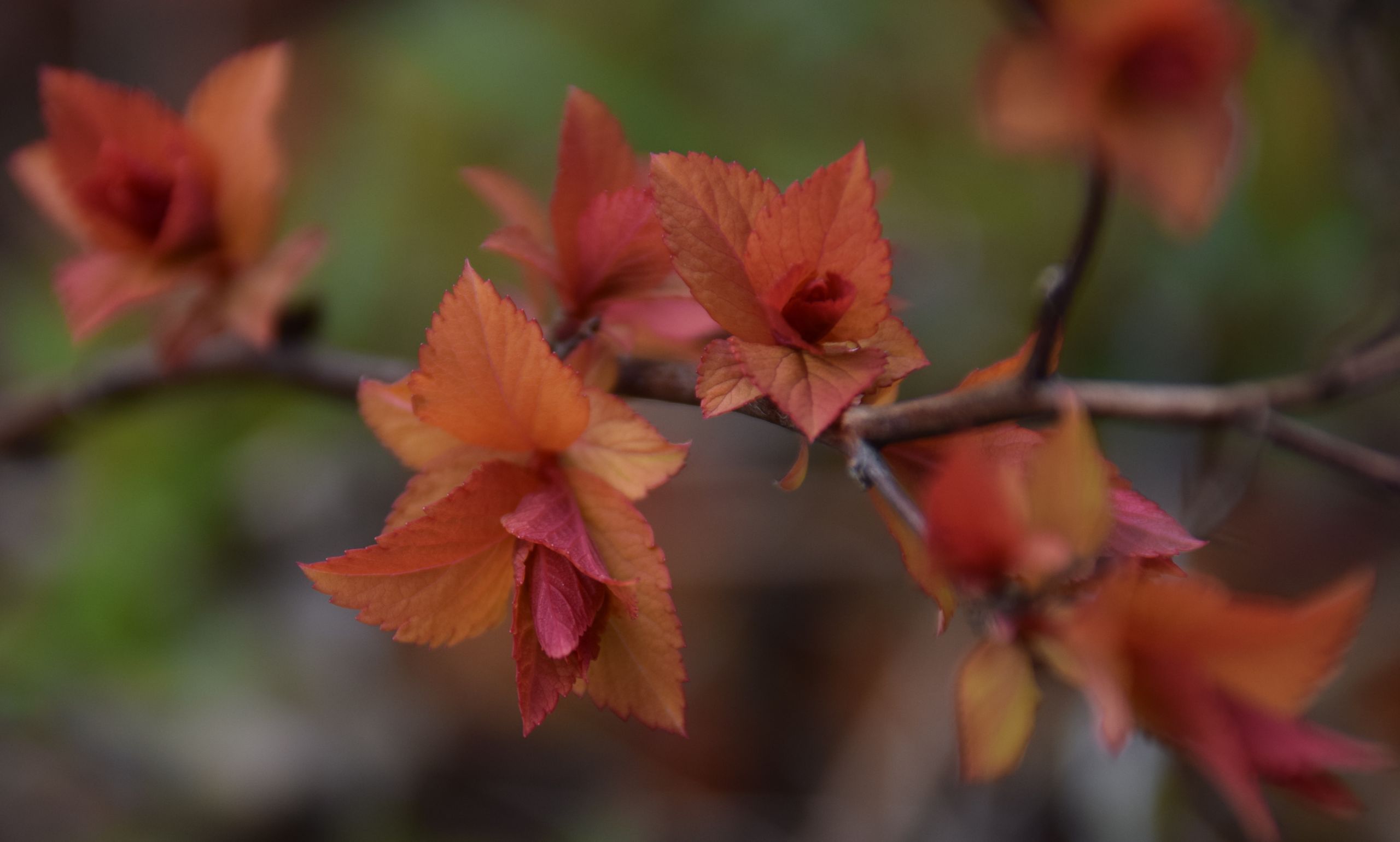 Wallpapers Nature Flowers 