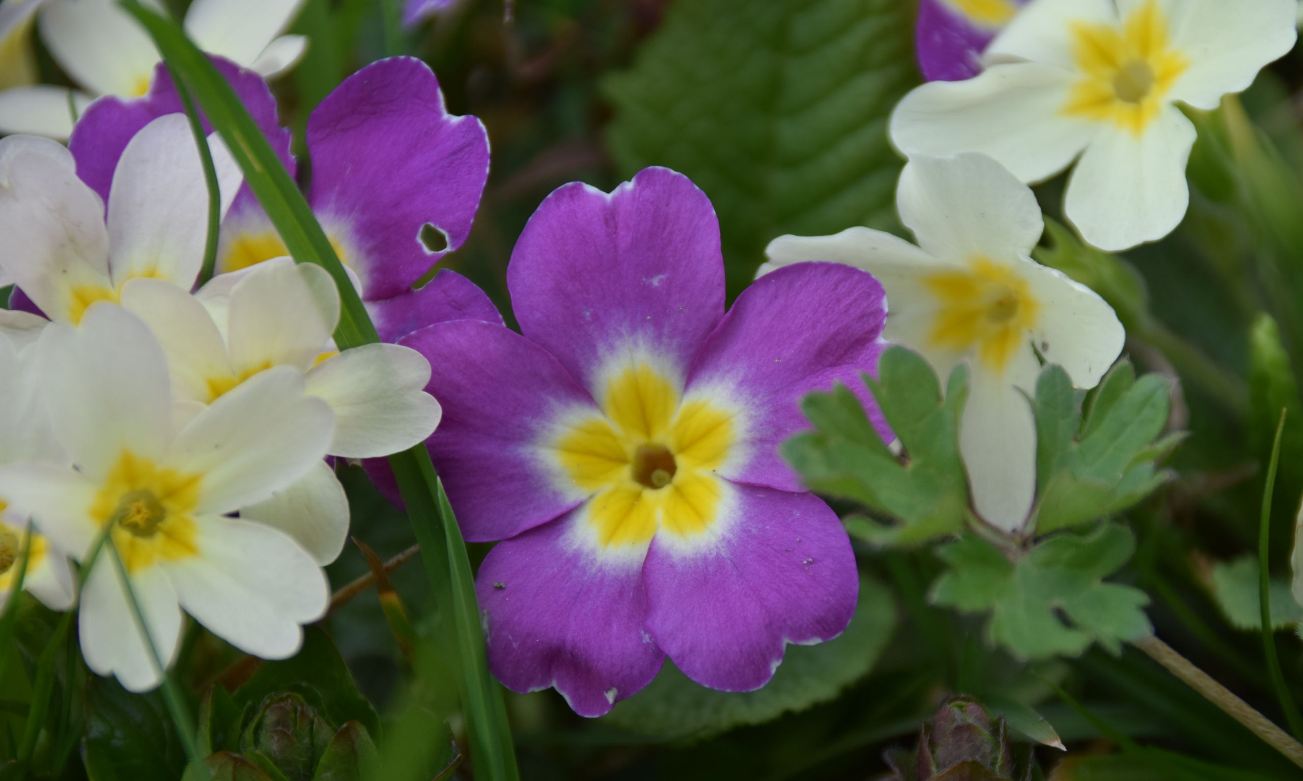 Fonds d'cran Nature Fleurs 