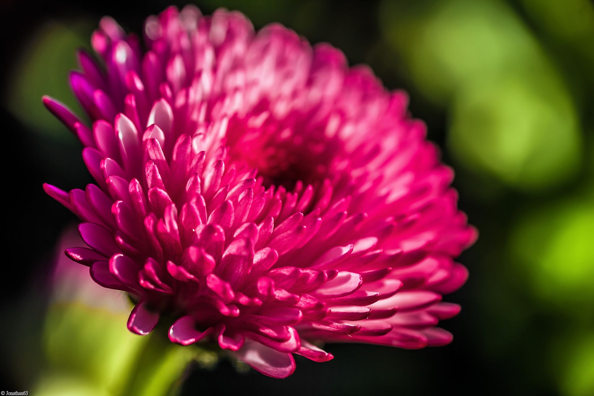 Fonds d'cran Nature Fleurs 