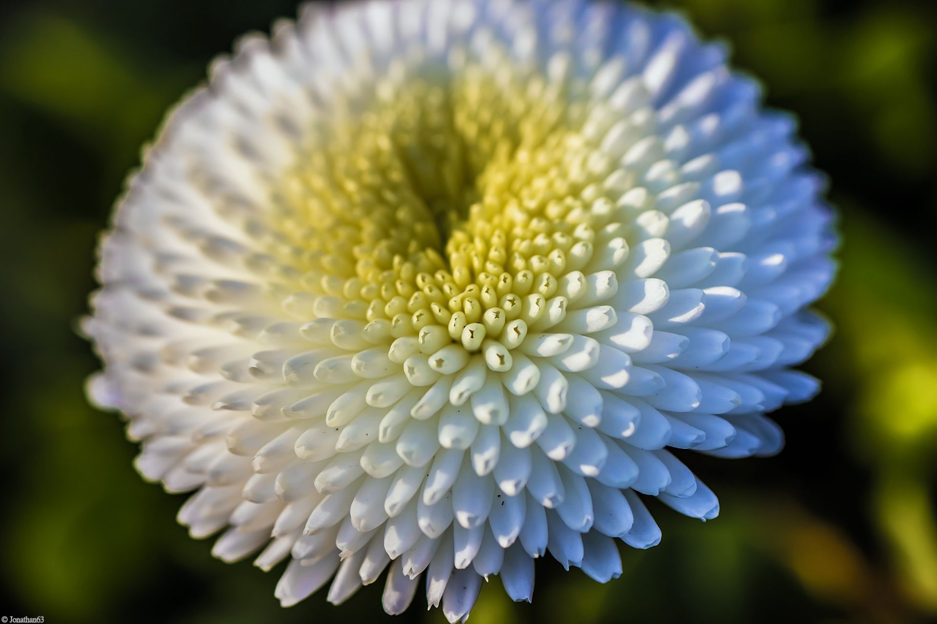 Fonds d'cran Nature Fleurs 