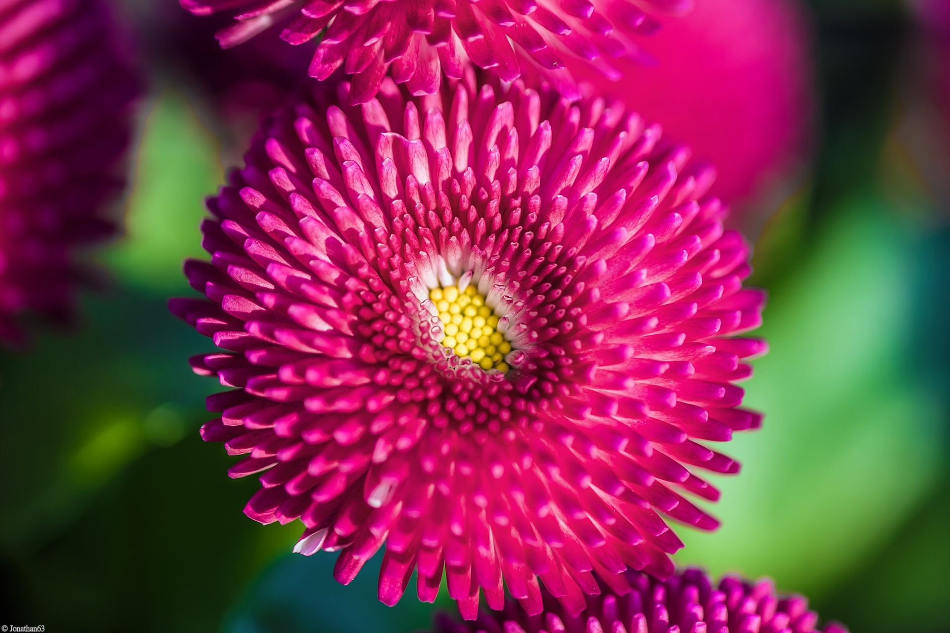 Fonds d'cran Nature Fleurs 