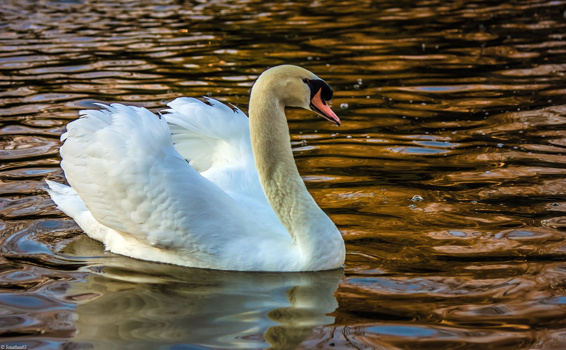 Fonds d'cran Animaux Oiseaux - Cygnes Cygne