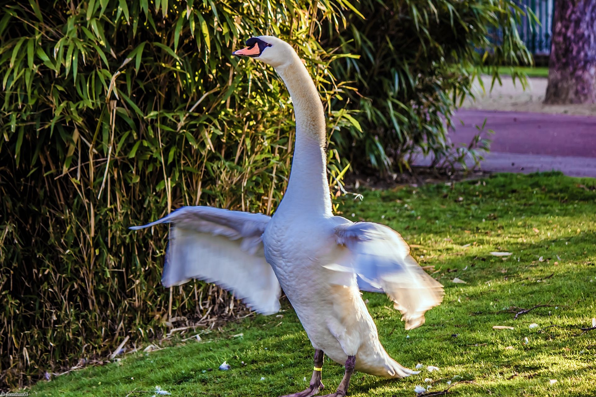 Wallpapers Animals Birds - Swans Cygne