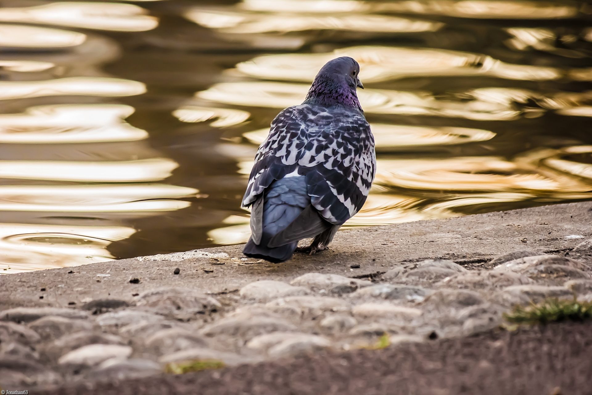 Fonds d'cran Animaux Oiseaux - Pigeons et Tourterelles Pigeons