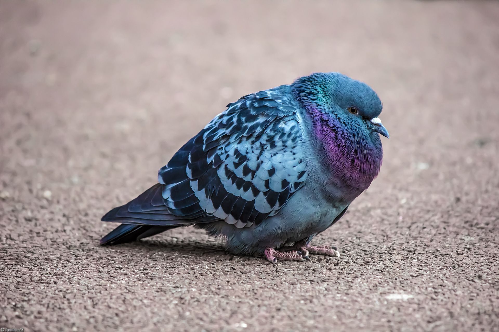 Fonds d'cran Animaux Oiseaux - Pigeons et Tourterelles Pigeons