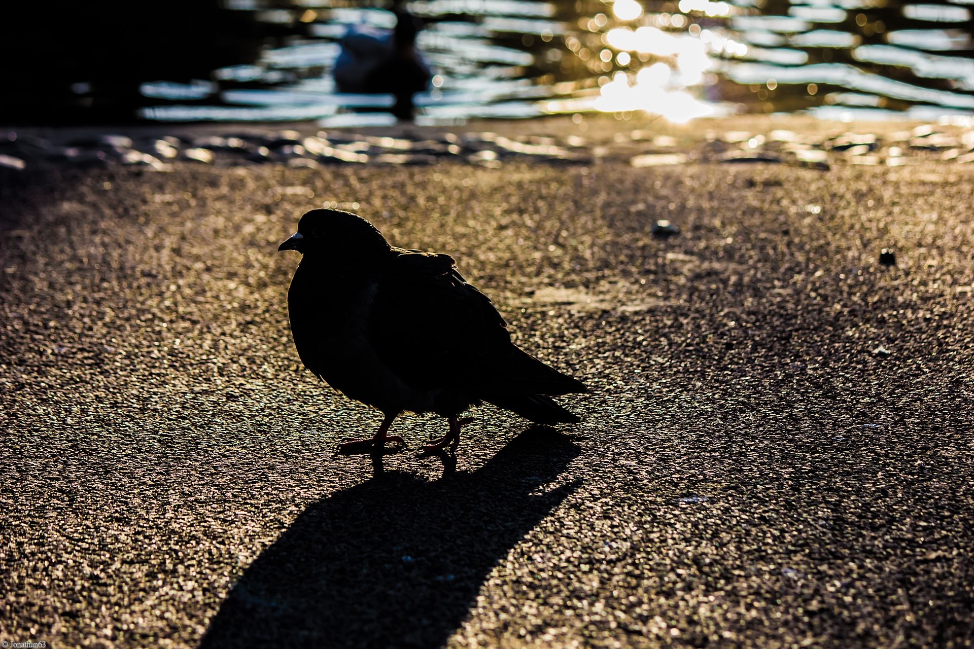 Fonds d'cran Animaux Oiseaux - Pigeons et Tourterelles Pigeons