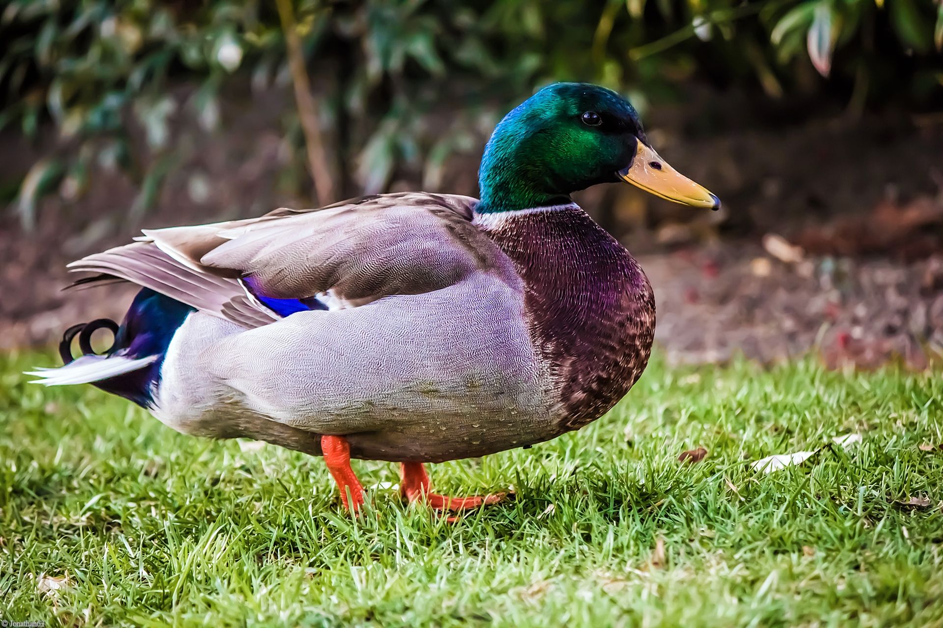 Wallpapers Animals Birds - Ducks 