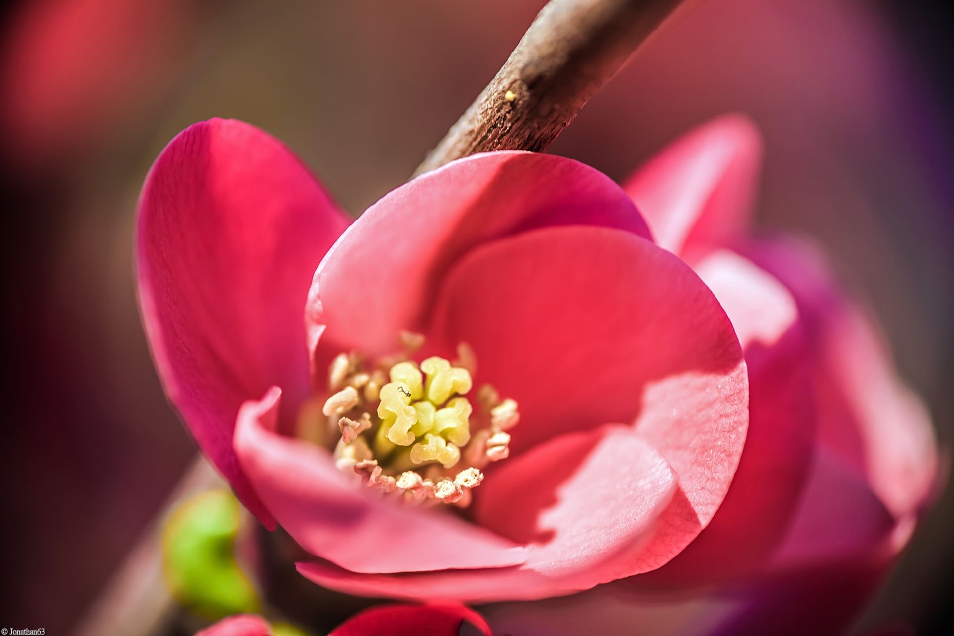 Fonds d'cran Nature Fleurs Printemps...