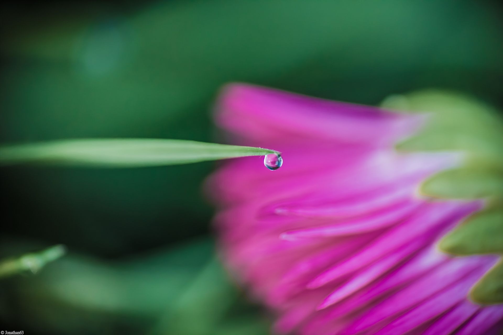 Fonds d'cran Nature Eau - Gouttes, rose Perles de rosée