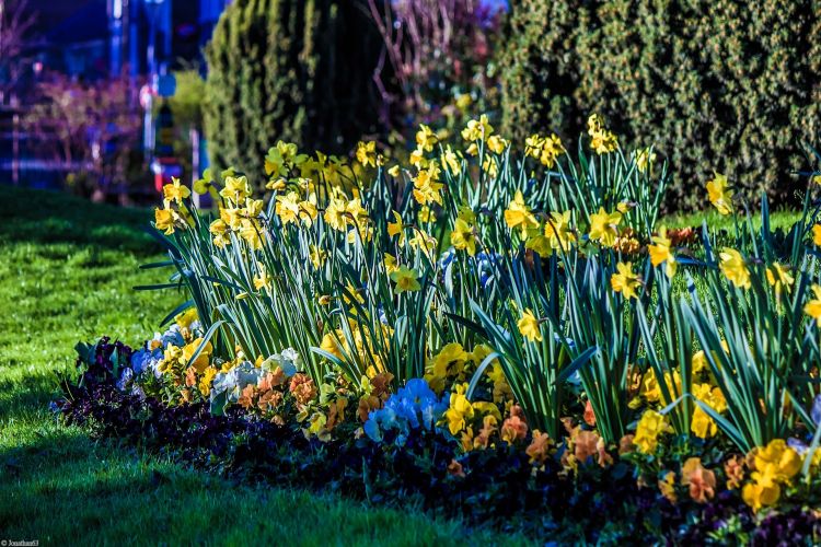 Fonds d'cran Nature Fleurs Jonquilles