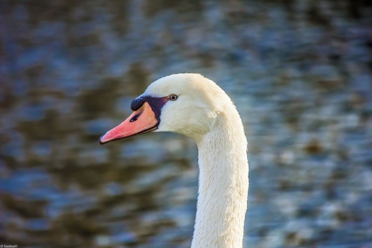 Fonds d'cran Animaux Oiseaux - Cygnes Cygne