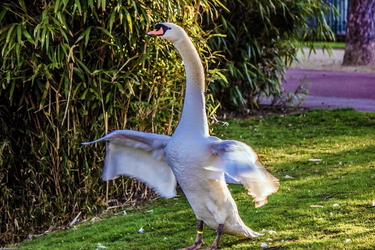 Wallpapers Animals Birds - Swans Cygne