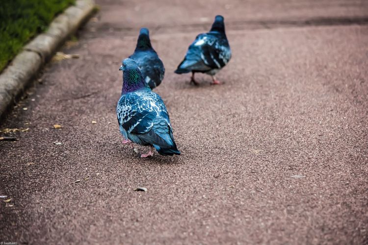 Fonds d'cran Animaux Oiseaux - Pigeons et Tourterelles Pigeons