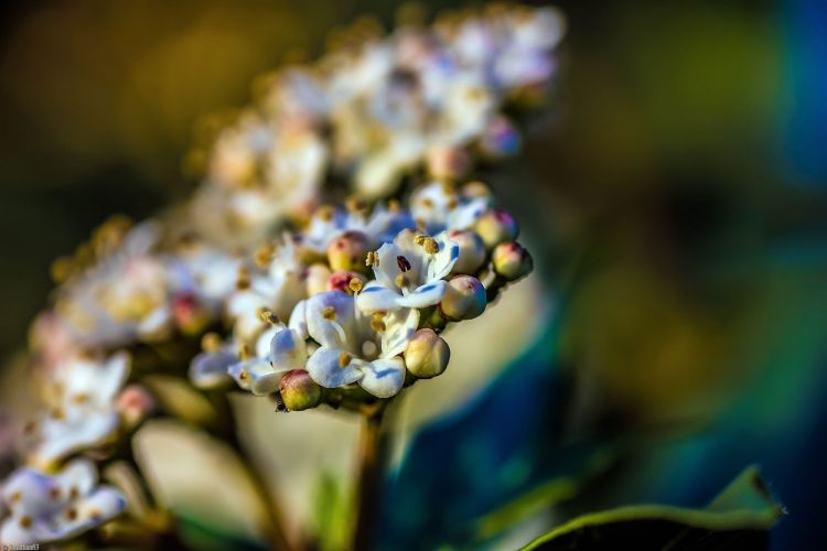 Fonds d'cran Nature Fleurs Printemps...