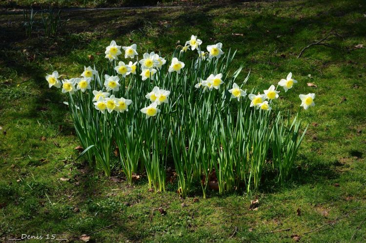 Fonds d'cran Nature Fleurs parc Barbieux-Croix