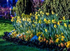  Nature Jonquilles