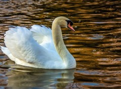  Animaux Cygne