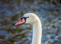  Animaux Cygne