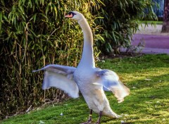  Animals Cygne