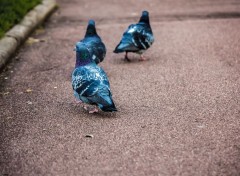  Animaux Pigeons