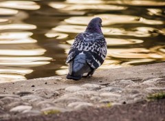  Animaux Pigeons