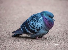  Animaux Pigeons