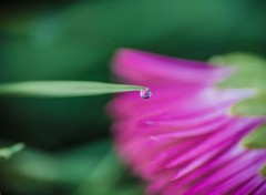  Nature Perles de rosée