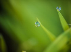  Nature Perles de rosée