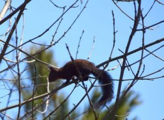  Animaux Image sans titre N401776