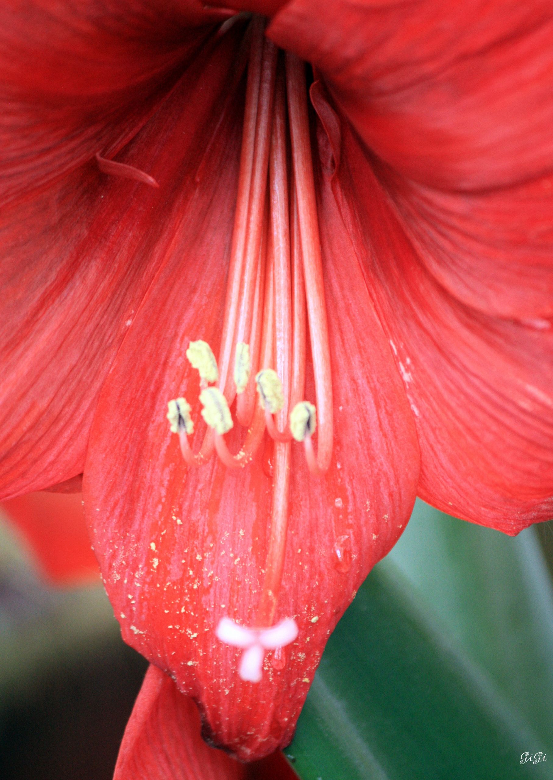 Fonds d'cran Nature Fleurs Fleurs