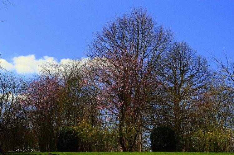 Fonds d'cran Nature Arbres - Forts parc Barbieux-Croix