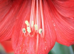  Nature Fleurs