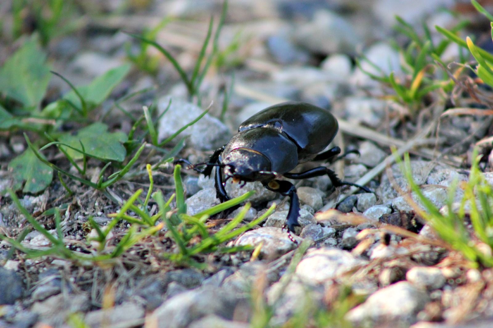 Wallpapers Animals Insects - Beetles 