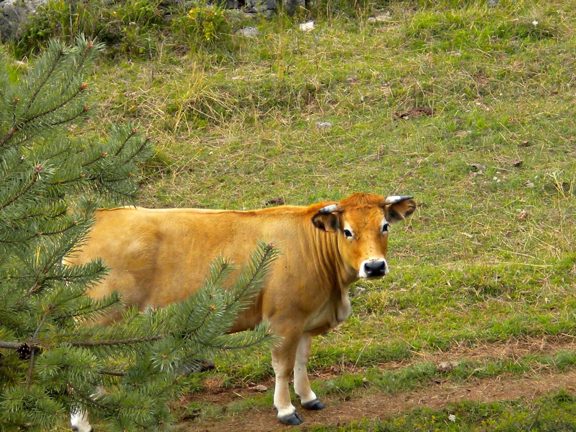 Fonds d'cran Animaux Vaches - Taureaux - Boeufs 