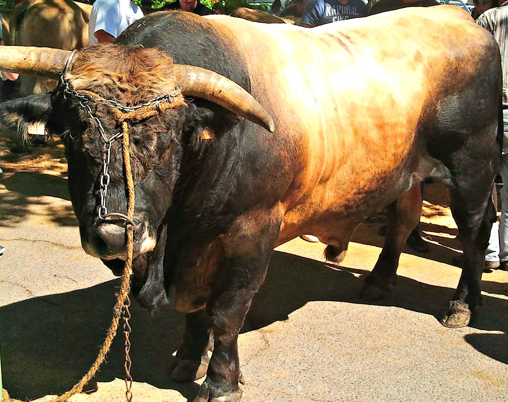 Fonds d'cran Animaux Vaches - Taureaux - Boeufs 