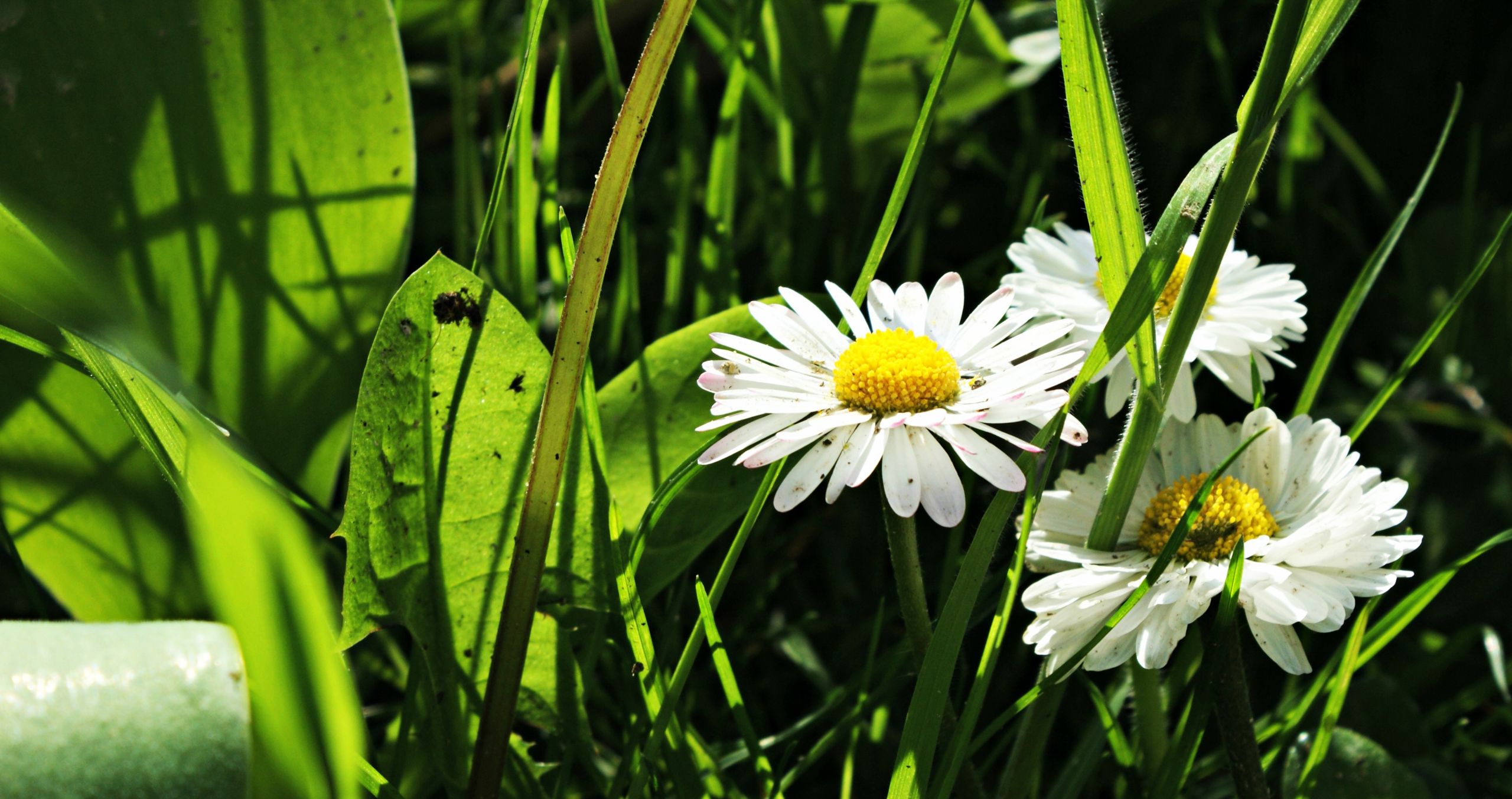 Fonds d'cran Nature Fleurs 