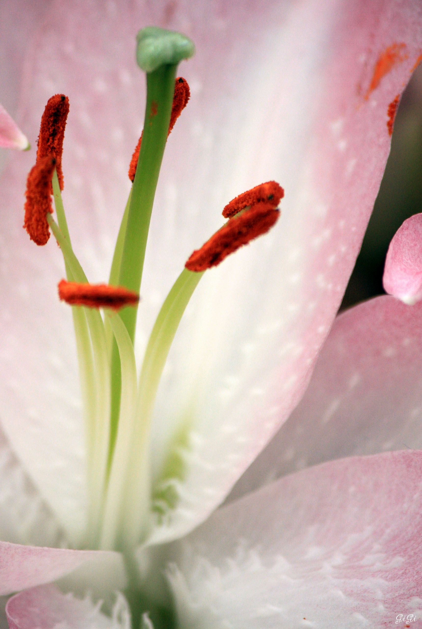 Fonds d'cran Nature Fleurs Fleurs