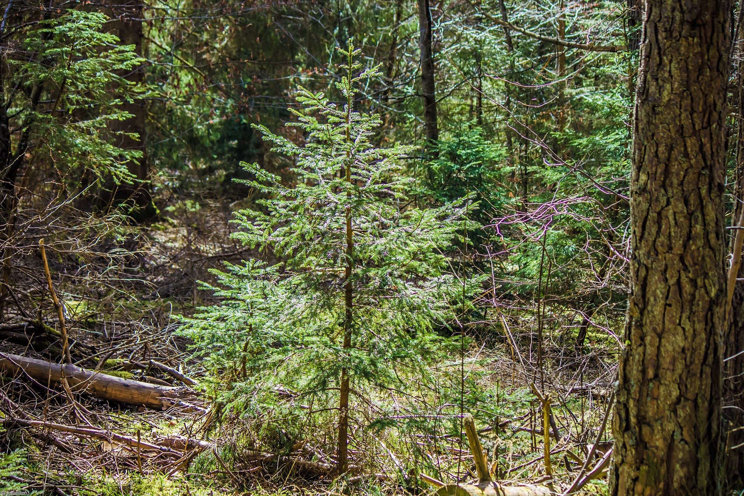 Fonds d'cran Nature Arbres - Forts 