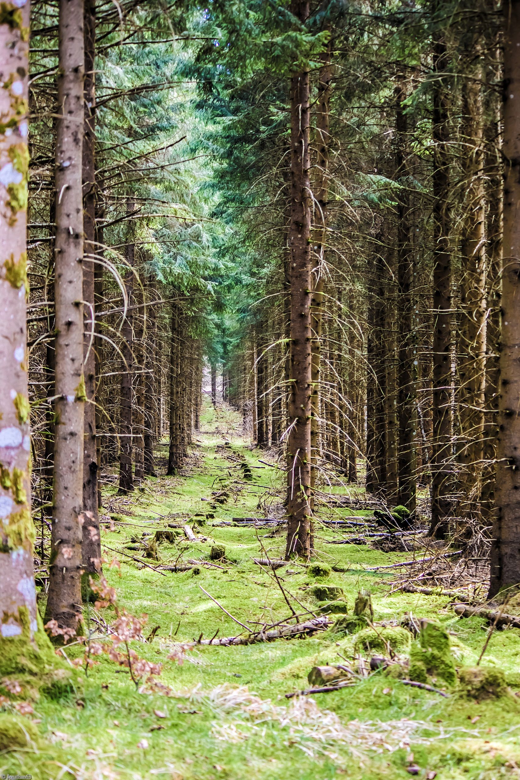 Fonds d'cran Nature Arbres - Forts 