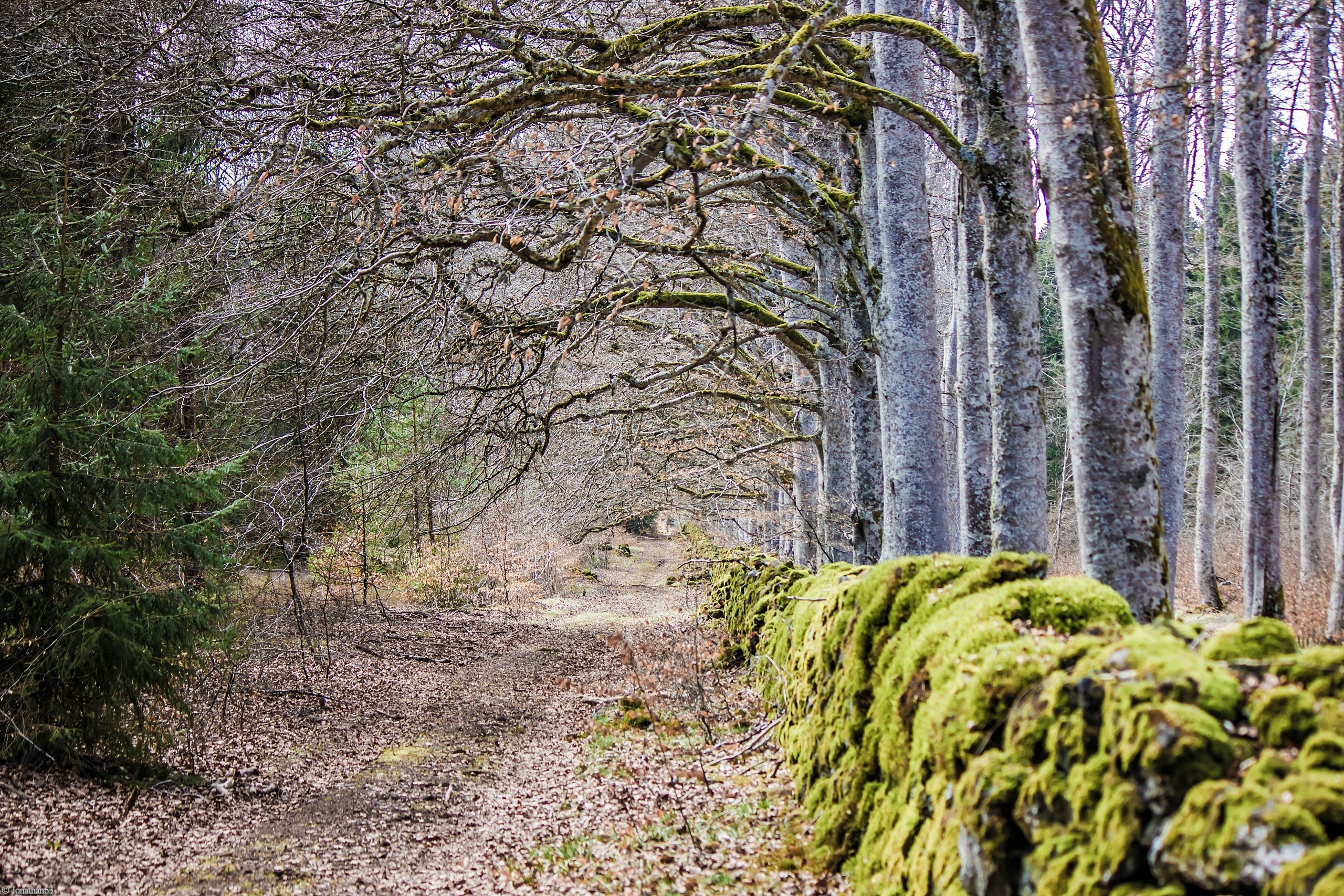 Fonds d'cran Nature Arbres - Forts 