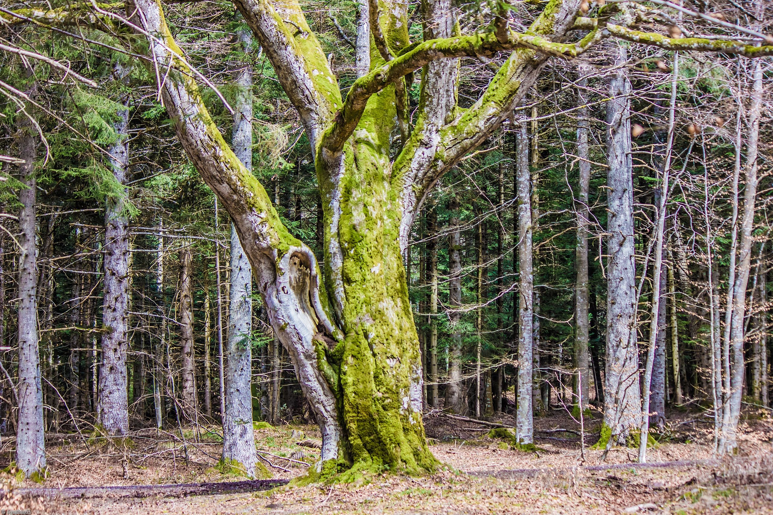 Fonds d'cran Nature Arbres - Forts 